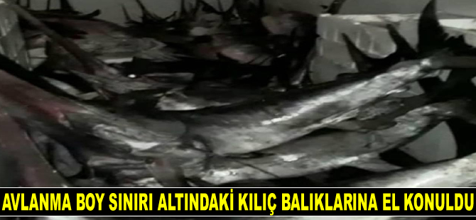 Avlanma boy sınırı altındaki kılıç balıklarına el konuldu