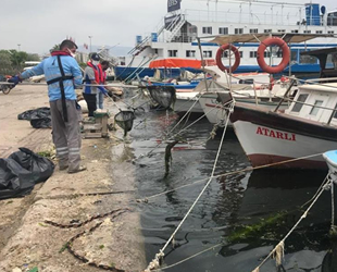 İzmir Körfezi'ndeki deniz marulları temizleniyor