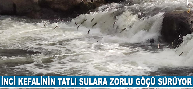 İnci kefalinin zorlu göçü sürüyor