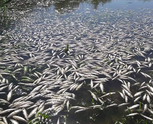 Dicle Nehri’nde binlerce ölü balık kıyıya vurdu