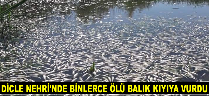 Dicle Nehri’nde binlerce ölü balık kıyıya vurdu