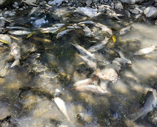 Osmaniye’de toplu balık ölümlerine inceleme başlatıldı