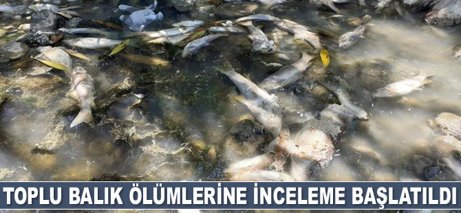 Osmaniye’de toplu balık ölümlerine inceleme başlatıldı