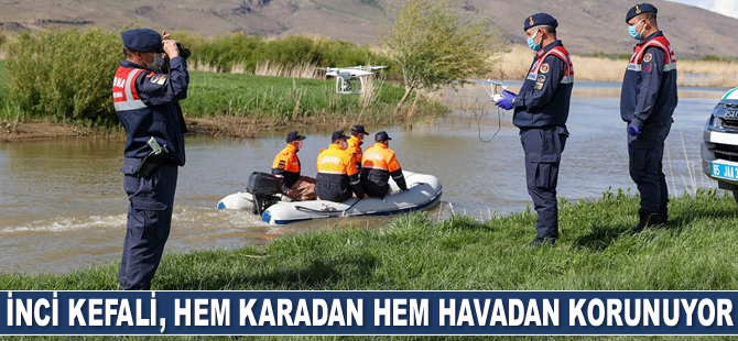 İnci kefali, hem karadan hem havadan korunuyor