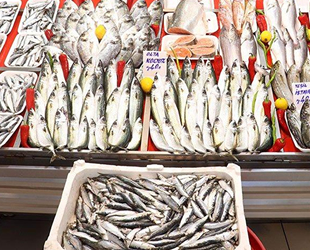 Deniz salyası balıkçıları engelledi, tezgahta çeşit azaldı