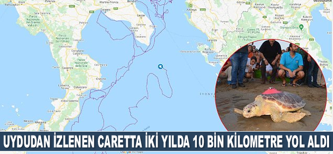 Uydudan izlenen caretta caretta iki yılda 10 bin kilometre yol aldı