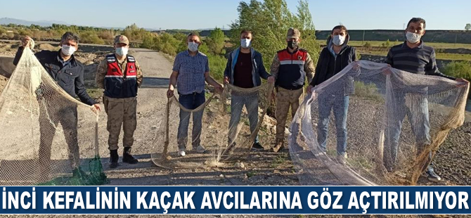 İnci kefalinin kaçak avcılarına göz açtırılmıyor