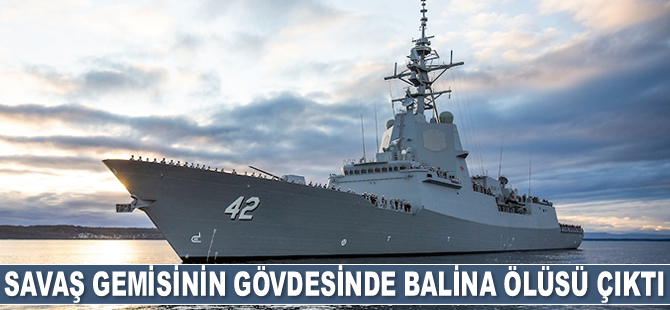 HMAS Sydney adlı savaş gemisinin gövdesinden 2 adet balina ölüsü çıkarıldı