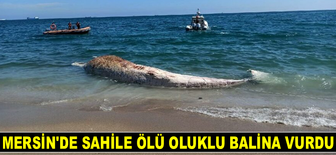 Mersin’de sahile ölü oluklu balina vurdu