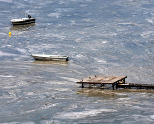 Deniz salyası balık popülasyonunu tehdit ediyor