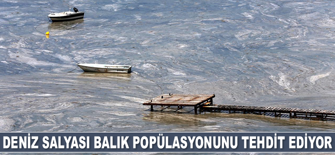Deniz salyası balık popülasyonunu tehdit ediyor