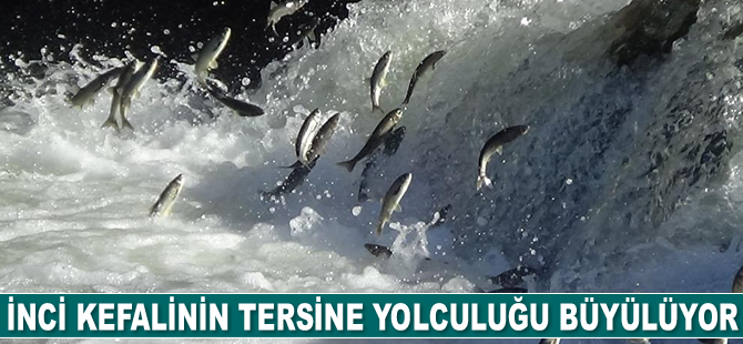 İnci kefalinin tersine yolculuğu büyülüyor