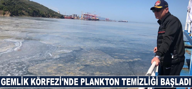 Gemlik Körfezi’nde plankton temizliği başladı