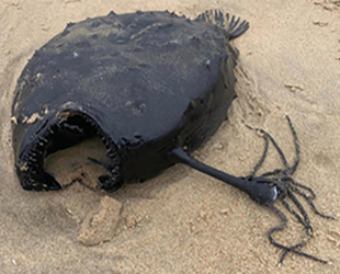 4 bin metre derinlikte yaşayan Pasifik futbol topu balığı kıyıya vurdu