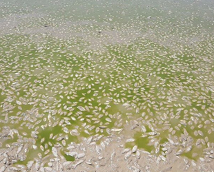 Kuraklık nedeniyle binlerce balık telef oldu