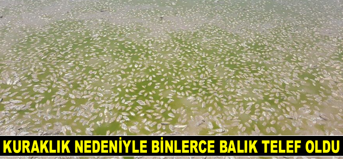Kuraklık nedeniyle binlerce balık telef oldu