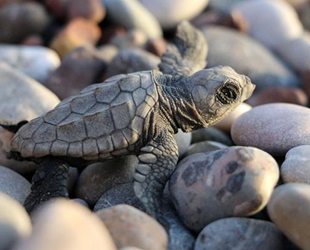 Deniz kaplumbağalarının kaslarında 'plastik atık' saptandı