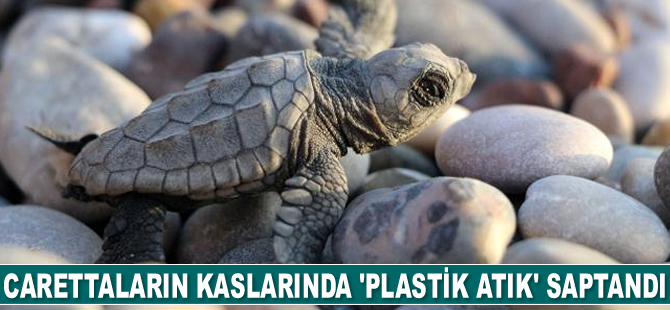 Deniz kaplumbağalarının kaslarında 'plastik atık' saptandı