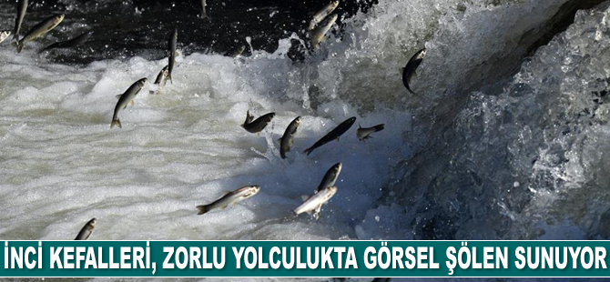 İnci kefalleri, zorlu yolculukta görsel şölen sunuyor