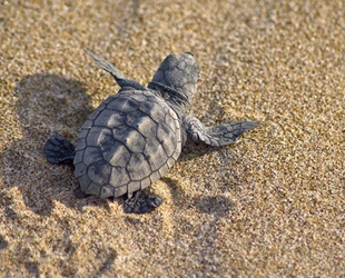 Yılın ilk caretta caretta yuvası tespit edildi