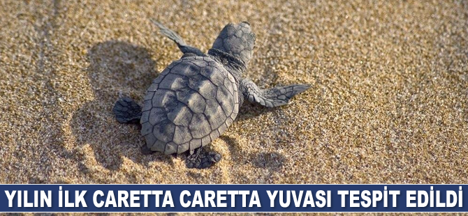 Yılın ilk caretta caretta yuvası tespit edildi