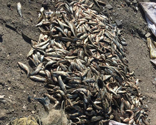 Kaçak inci kefali avcılarına 26 bin lira ceza kesildi