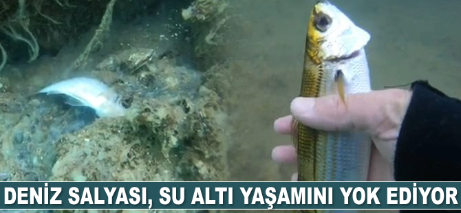 Deniz salyası, su altı yaşamını yok ediyor