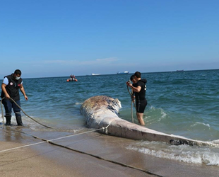 Mersin'de kıyıya vuran balinanın ölüm nedeni belli oldu