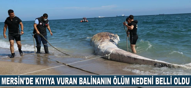 Mersin'de kıyıya vuran balinanın ölüm nedeni belli oldu