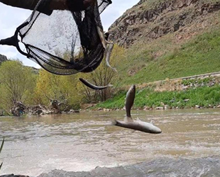 Tatlı su kefallerinin ölüm göçü sürüyor