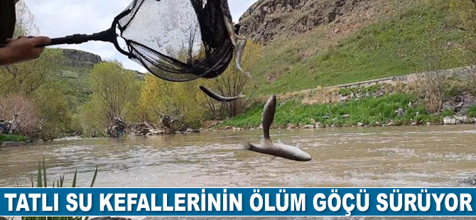 Tatlı su kefallerinin ölüm göçü sürüyor