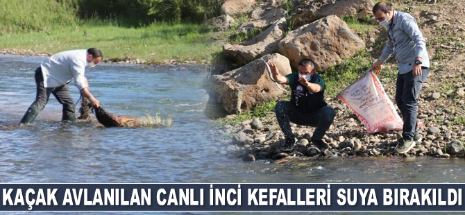 Erciş’te kaçak avlanılan canlı inci kefalleri suya geri bırakıldı