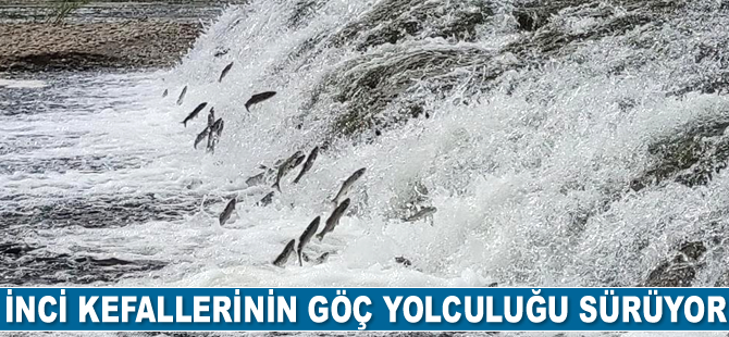 İnci kefallerinin göç yolculuğu sürüyor