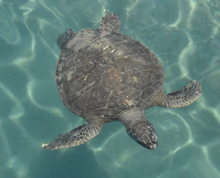 Carettaları 7 ülkenin öğrencileri koruyacak