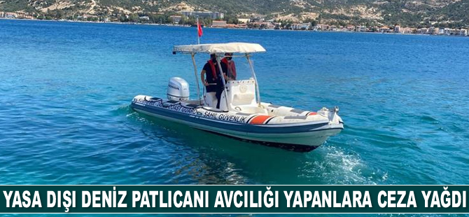 Foça’da yasa dışı deniz patlıcanı avcılığı yapanlara ceza yağdı