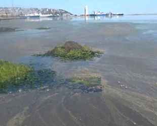 Samsun Limanı'ndaki kirliliğin nedeni ortaya çıktı
