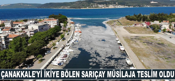 Sarıçay, deniz salyasına teslim oldu