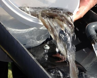 Çanakkale Boğazı’na 22 bin adet balık bırakıldı