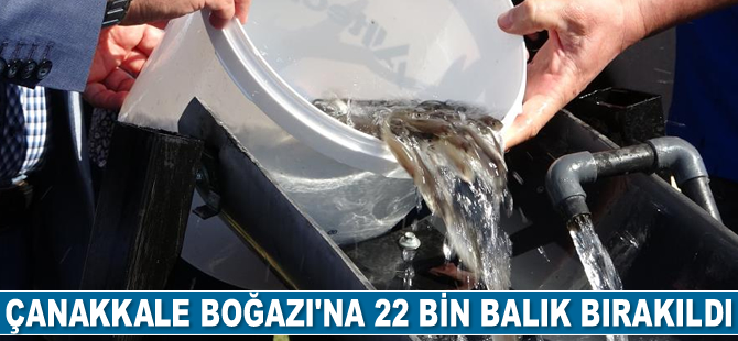 Çanakkale Boğazı’na 22 bin adet balık bırakıldı
