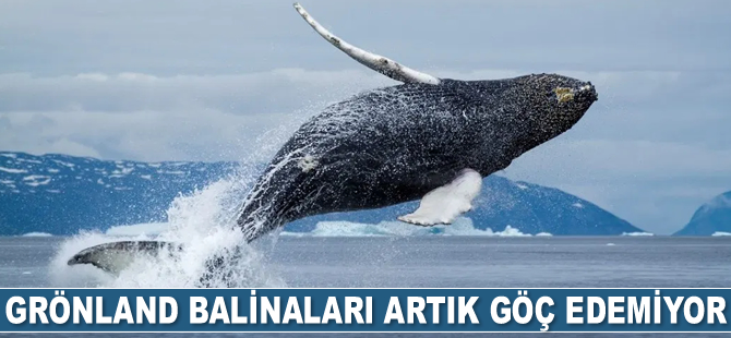 Grönland balinaları artık göç edemiyor