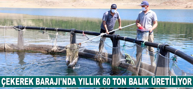 Çekerek Barajı’nda yıllık 60 ton balık üretiliyor