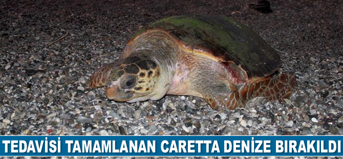 Tedavisi tamamlanan caretta caretta denize bırakıldı