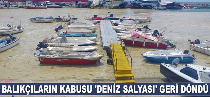 Balıkçıların kabusu ‘deniz salyası’ geri döndü