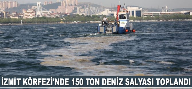 İzmit Körfezi’nde 150 ton deniz salyası toplandı