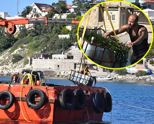 Karaburun’da koruma altındaki deniz çayırları taşınıyor