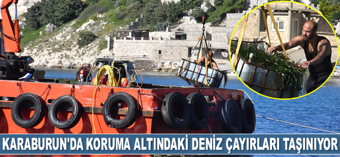 Karaburun’da koruma altındaki deniz çayırları taşınıyor