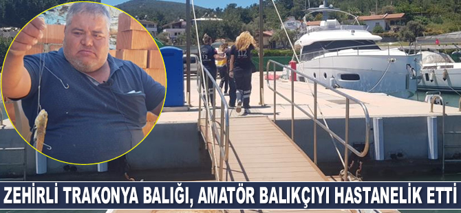 Zehirli trakonya balığı, amatör balıkçıyı hastanelik etti