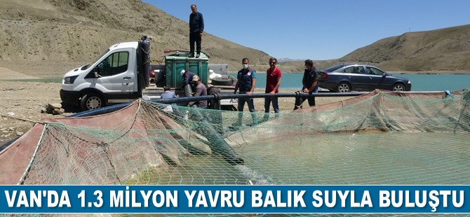 Van’da 1.3 milyon yavru balık suyla buluştu