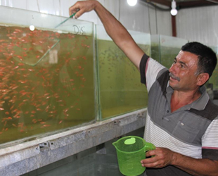 Ali Kaçak, serada süs balığı üretmeye başladı