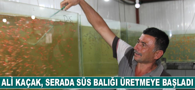 Ali Kaçak, serada süs balığı üretmeye başladı